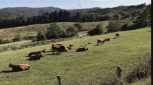Caro energia e ricambio generazionale, nell'Astigiano chiudono 500 imprese in tre mesi: soffrono agricoltura, edilizia e commercio