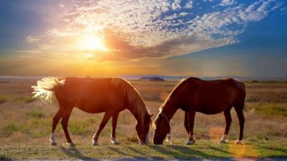 Friuli, Val Grande, dal lavoro delle macchine ai cavalli: l’oasi che riscopre la tradizione per salvare la biodiversità ecosostenibile