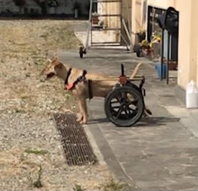 Genova: cane denutrito e maltrattato muore dopo giorni di agonia, denunciato il proprietario