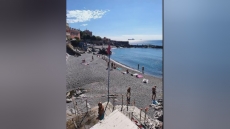 Genova, fiorisce l'alga Ostreopsis Ovata a Quinto Bagnara: attivata l'allerta