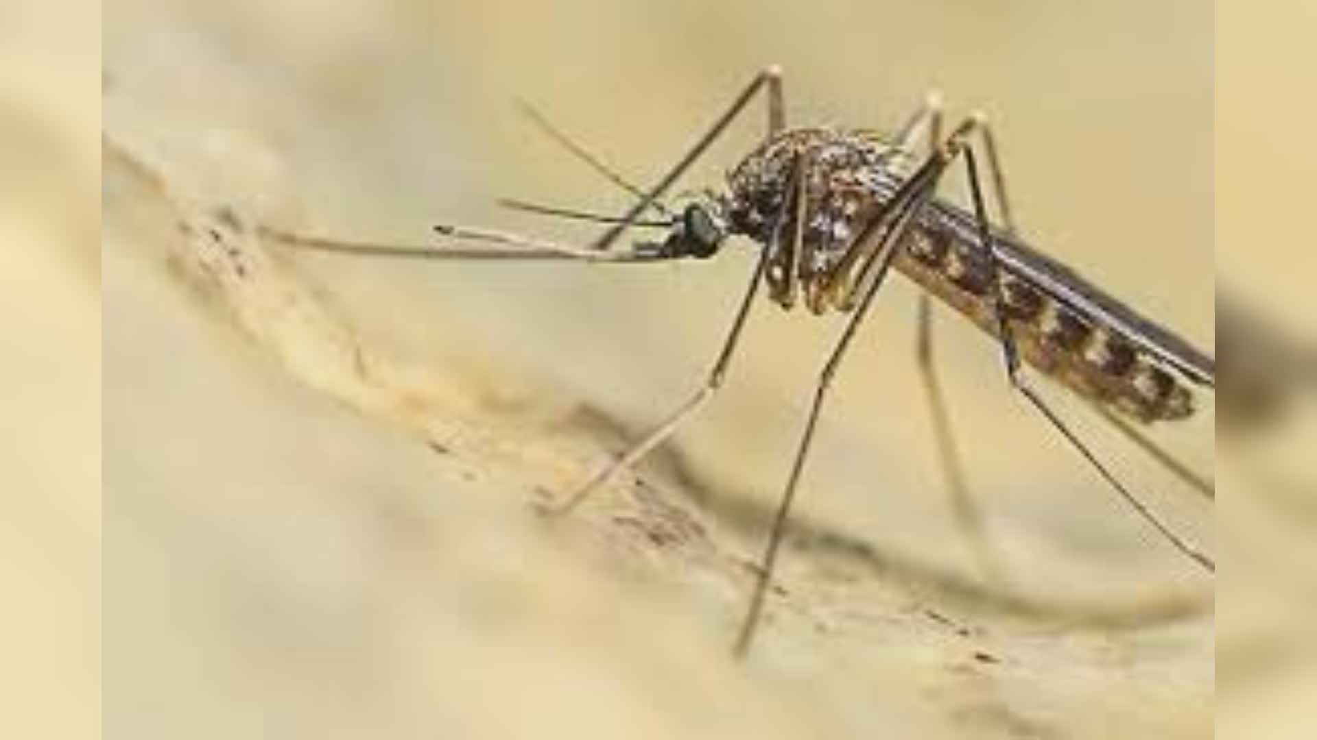 Genova, allarme West Nile: disinfestazione urgente anti-zanzare a Palazzo Tursi, Spianata Castelletto e Villetta Dinegro