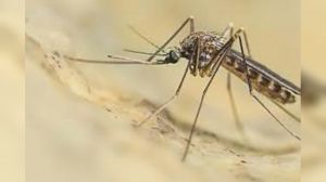 Genova, allarme West Nile: disinfestazione urgente anti-zanzare a Palazzo Tursi, Spianata Castelletto e Villetta Dinegro
