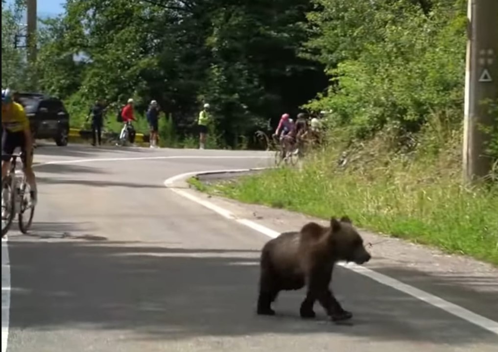 Un orso taglia la strada a Finn: succede anche questo al giro di Sibiu in Romania. Poi il ligure stravince la tappa e consolida il primato