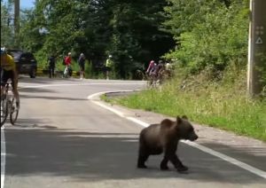 Un orso taglia la strada a Finn: succede anche questo al giro di Sibiu in Romania. Poi il ligure stravince la tappa e consolida il primato