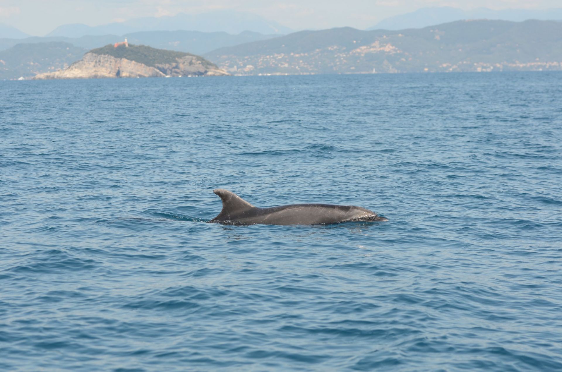 PROMED e Nastro Rosa Tour: a Genova un incontro dedicato alla ricerca e alla tutela dei cetacei del Mediterraneo