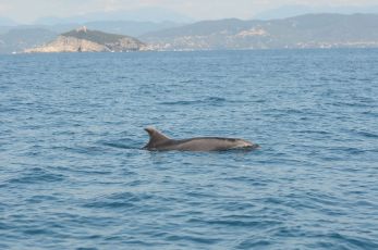 PROMED e Nastro Rosa Tour: a Genova un incontro dedicato alla ricerca e alla tutela dei cetacei del Mediterraneo