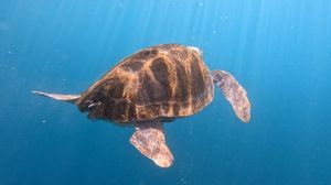 Salerno, tre giorni per il mare e l'ecosostenibilità: al via il progetto "Be The Change"