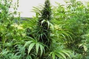 Genova, scoperta dalla polizia maxi piantagione di marijuana: due arresti