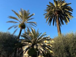 Olio di palma, la Cina può guidare la svolta ecosostenibile della filiera globale