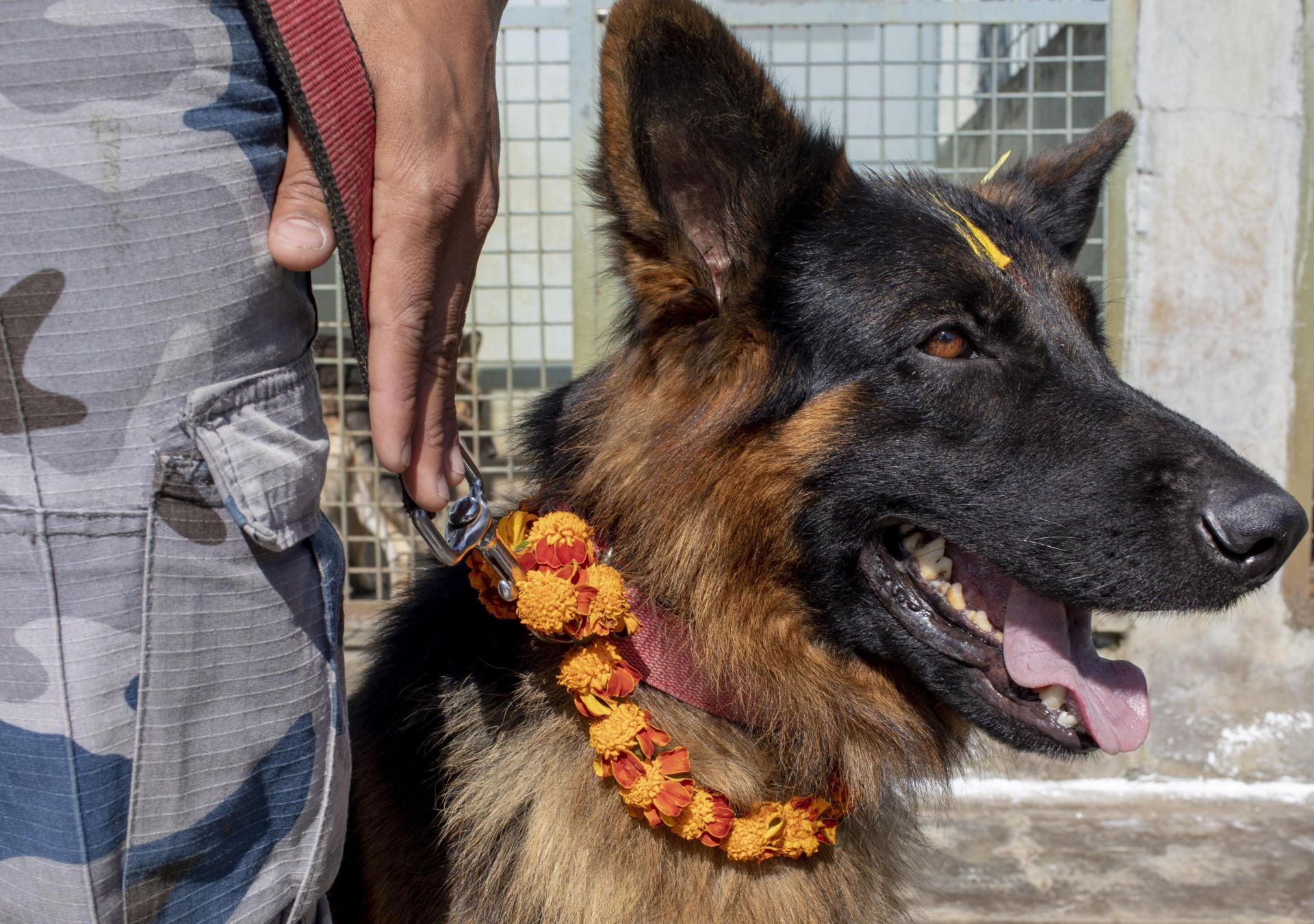 Genova, salvato dalla polizia locale un cane pastore belga malinois denutrito e abbandonato: indagato il presunto responsabile
