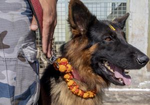 Genova, salvato dalla polizia locale un cane pastore belga malinois denutrito e abbandonato: indagato il presunto responsabile