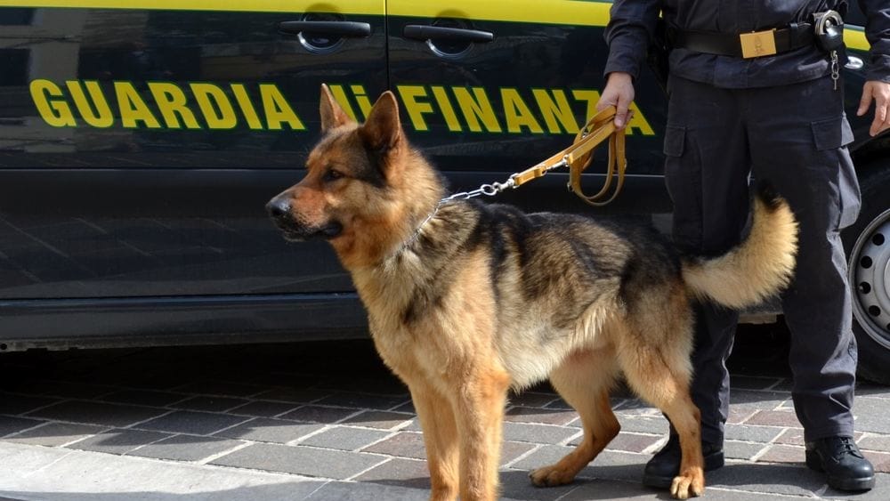 Cani delle forze dell'ordine, proposta di legge della Pucciarelli per riconoscimenti ufficiali al merito