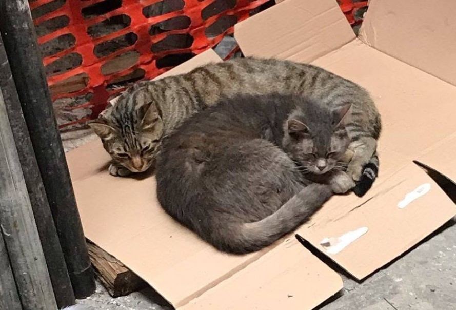 Canile e gattile Monte Contessa al limite capienza, appello di Francesca Ghio: "Adottate un animale e non abbandonate i vostri cani"