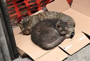 Canile e gattile Monte Contessa al limite capienza, appello di Francesca Ghio: "Adottate un animale e non abbandonate i vostri cani"