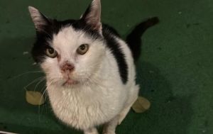 Imperia: il caso assurdo di Gatto, il felino portato via dal cinema dove viveva e fatto sopprimere. Atsl 1: "Nessun ruolo nella vicenda"