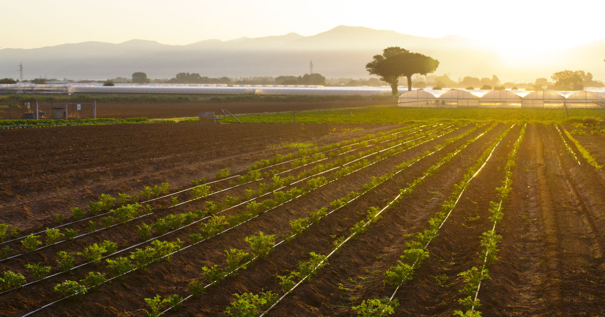 Agricoltura sostenibile e legalità, tre riconoscimenti portano la Calabria al centro di Festambiente 2026