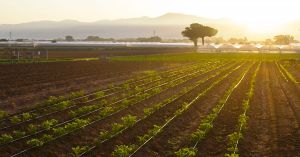 Agricoltura sostenibile e legalità, tre riconoscimenti portano la Calabria al centro di Festambiente 2026