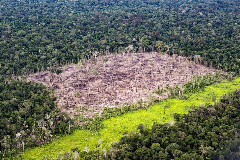 Amazzonia, la deforestazione crolla del 36%: è il livello più basso mai registrato