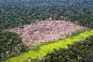 Amazzonia, la deforestazione crolla del 36%: è il livello più basso mai registrato