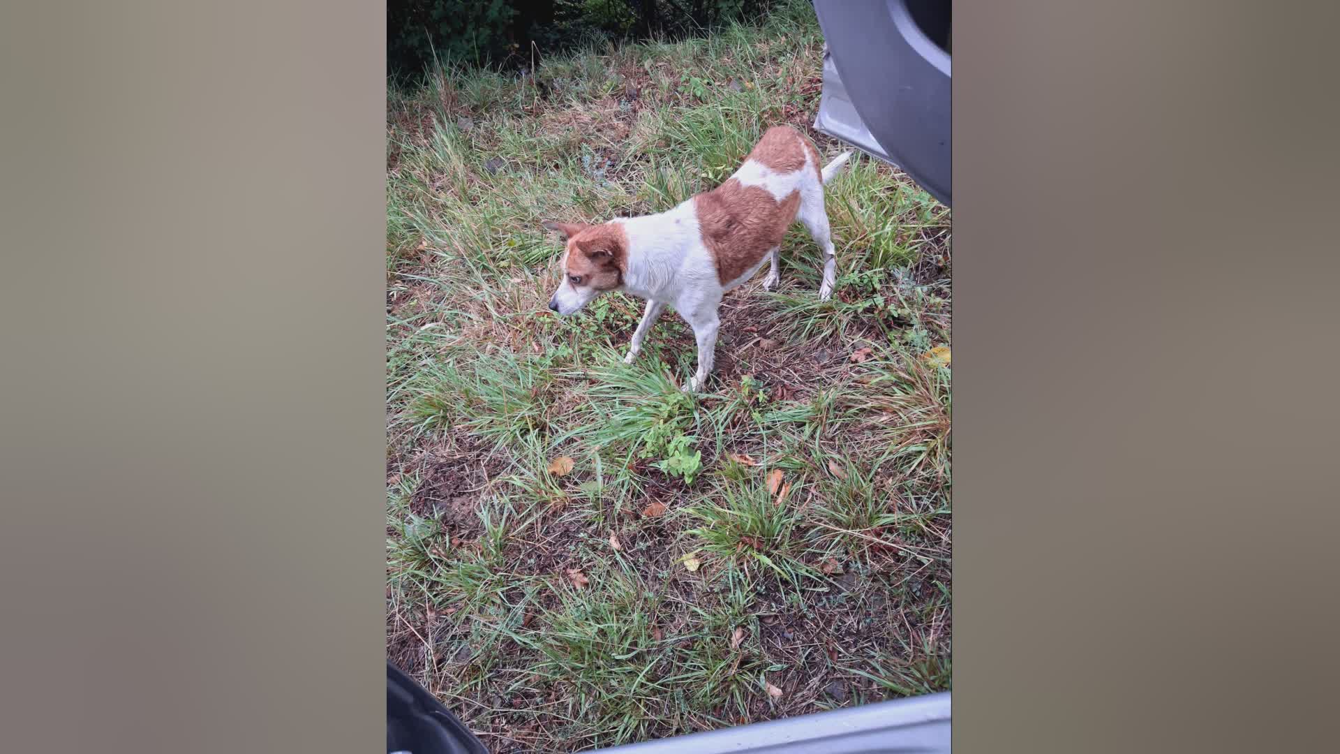 Genova, abbandona il proprio cane: identificato e deferito all'autorità giudiziaria