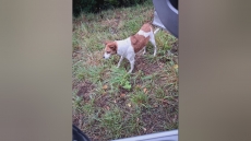Genova, troppa burocrazia al canile: abbandona l'animale ma viene identificato e deferito alle autorità