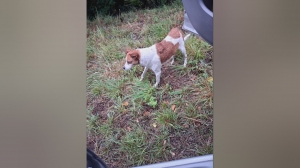 Genova, abbandona il proprio cane: identificato e deferito all'autorità giudiziaria