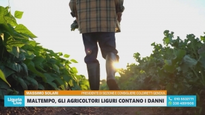 Maltempo, gli agricoltori liguri contano i danni: "Perso fino all'80% del raccolto"