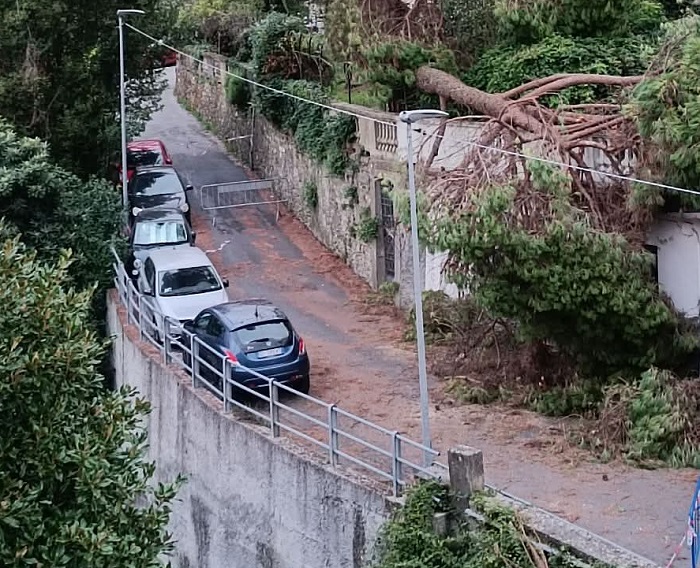 Maltempo a Rapallo, albero crollato nella notte: chiusa la strada tra San Rocco e Zoagli