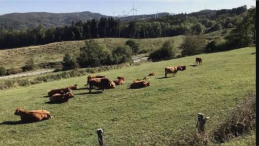 Agricoltura ecosostenibile e inclusione: a Carinola il progetto che trasforma la formazione in opportunità