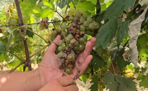 Grandine e vento, si contano i danni in Liguria: raccolto perso a Campo di Ne, a pochi giorni dalla vendemmia