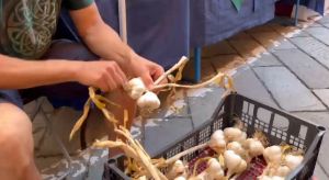 Pieve di Teco: l’aglio simbolo dell’Expo Valle Arroscia 