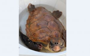 Savona: tartaruga soccorsa in mare dagli specialisti dell'Acquario di Genova