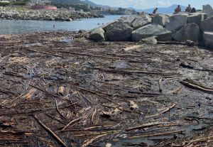 Spiaggia di Vernazzola invasa da tronchi e legname: i detriti arrivano dai fiumi del Tigullio