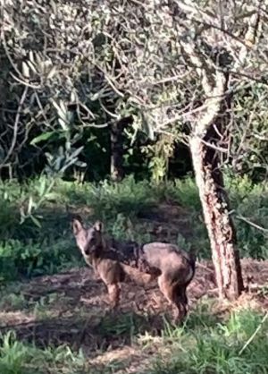 Luni, attenti al lupo: avvistato predatore, il sindaco chiede di tenere cani al guinzaglio e custodire bambini