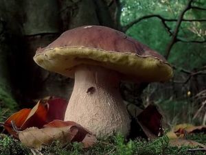 Stasera a Scignoria! i campioni del bosco: funghi e vendemmia di Liguria in vetrina tv 