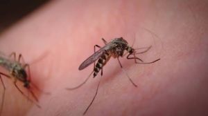 Virus West Nile, scatta l'ordinanza per la disinfestazione straordinaria a Genova Sestri. Rilevati tre casi sospetti in volatili
