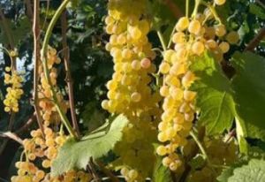Coldiretti: giovani agricoltori liguri a Roma per SOIL Date, la ricerca sul suolo incontra l’impresa