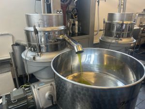 Recco, l'apertura dei frantoi e la sorpresa dopo l'estate torrida: "Il grande caldo ha fatto bene alle olive"