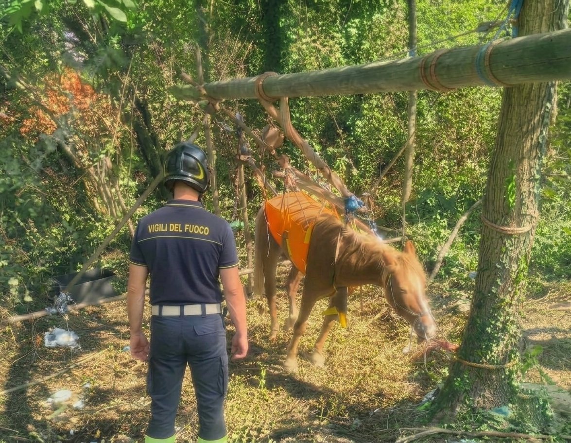 Cade in un fosso a Mignanego, cavallo recuperato dai vigili del fuoco con un paranco