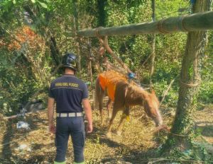 Cade in un fosso a Mignanego, cavallo recuperato dai vigili del fuoco con un paranco