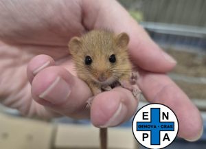 Genova, Enpa: al Cras arriva un piccolo moscardino, ferito dopo l’attacco di un gatto