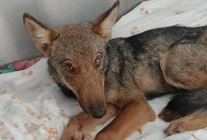 Lupetta salvata sulle alture di Nervi: ora è al Cras e lotta per riprendersi