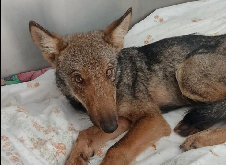 Genova, fauna selvatica: non è sopravvissuta la lupetta trovata sulle alture di Nervi