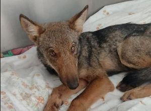 Genova, fauna selvatica: non è sopravvissuta la lupetta trovata sulle alture di Nervi