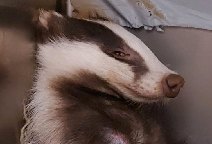 Campomorone, animali selvatici: dopo scontro con auto, tasso in convalescenza al Cras
