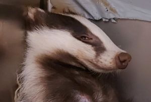 Campomorone, animali selvatici: dopo scontro con auto, tasso in convalescenza al Cras
