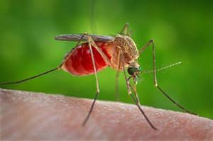 Genova, interventi straordinari contro la West Nile dopo i due casi di ricoverati gravi