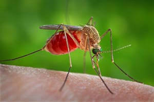 Genova, interventi straordinari contro la West Nile dopo i due casi di ricoverati gravi