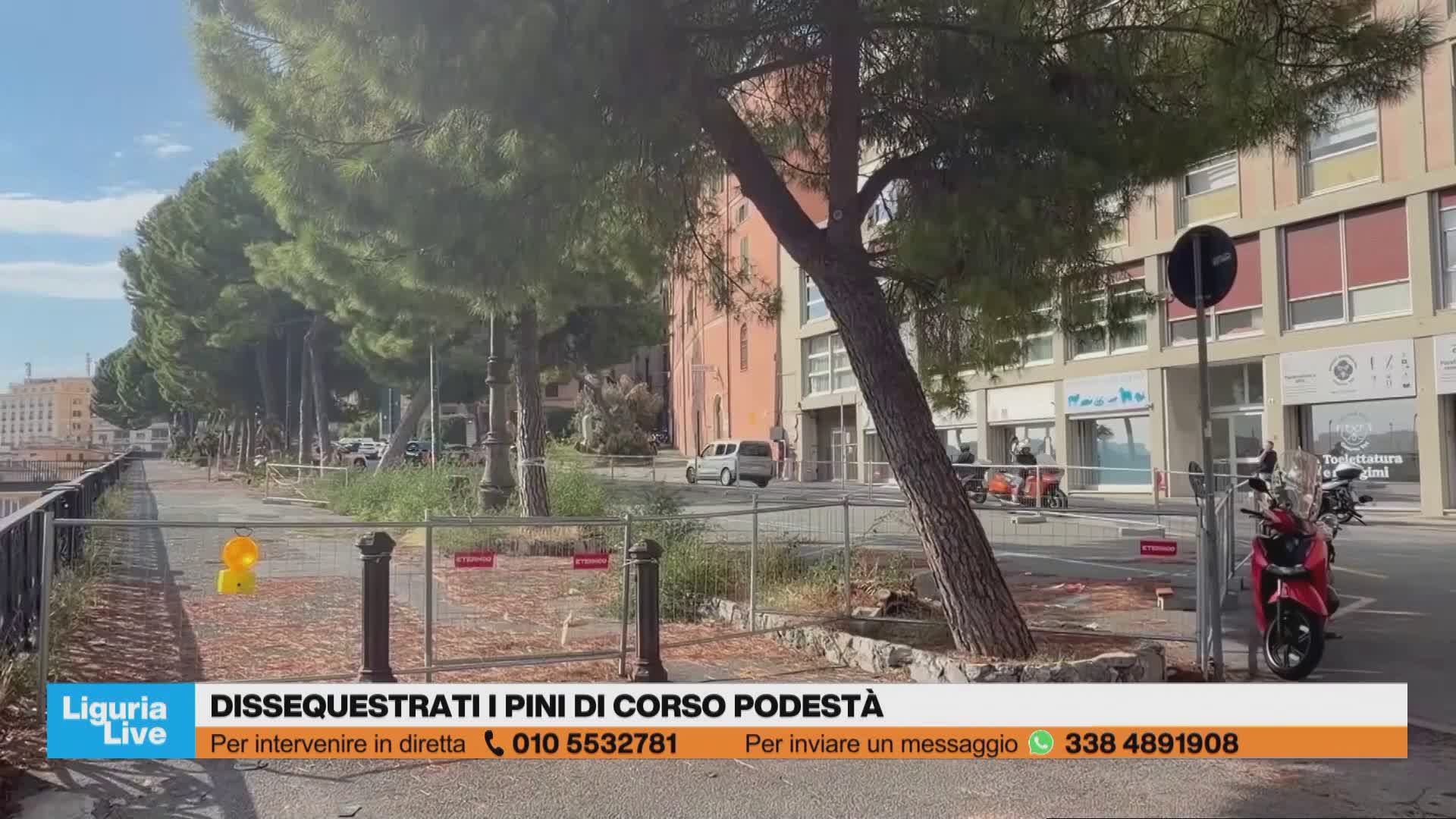 Scarfì (Nuova Ecologia) sui pini di Corso Podestà: "L'inclinazione non è un dato sufficiente per decidere la sorte di un albero"