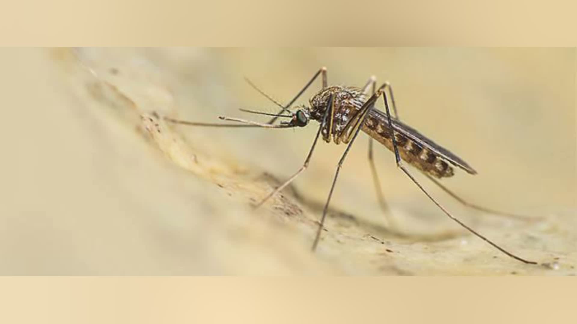 Genova, caso di virus West Nile: disinfestazioni a Sampierdarena, Sestri e Voltri